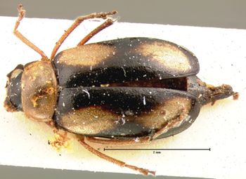 Media type: image; Entomology 18396   Aspect: habitus dorsal view